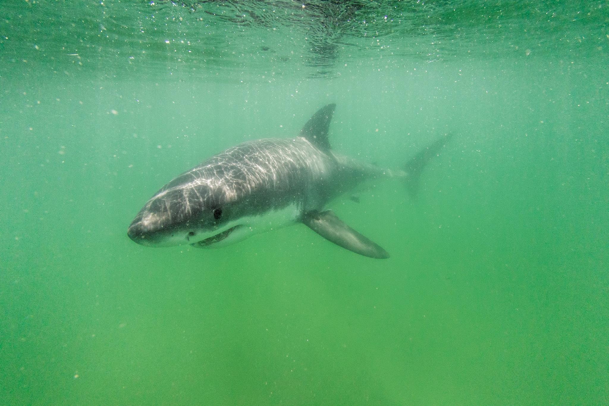 ca map do bo quoc khanh My anh 1