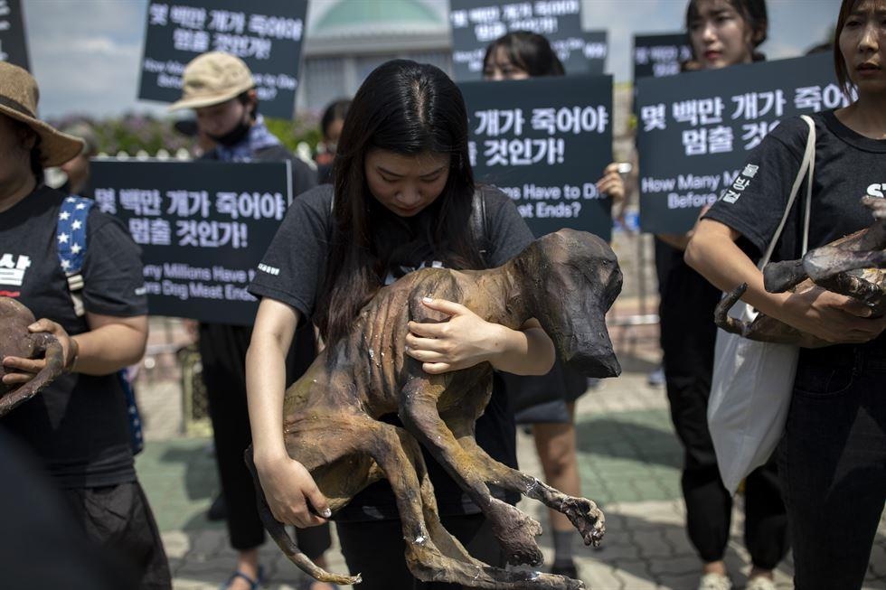 bieu tinh thit cho o Han Quoc anh 10