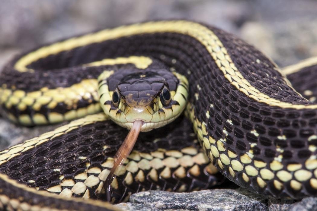 Nghi si Nigeria chay khoi phong hop vi ran 'tren troi roi xuong' hinh anh