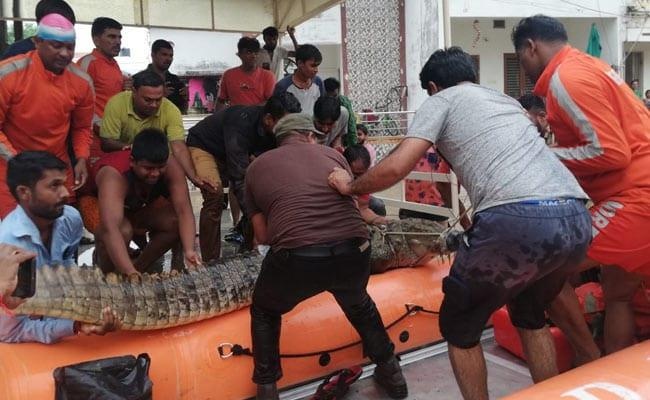 cá sấu tràn vào đường phố Ấn Độ ảnh 1 ca sau tran vao duong pho An Do anh 1