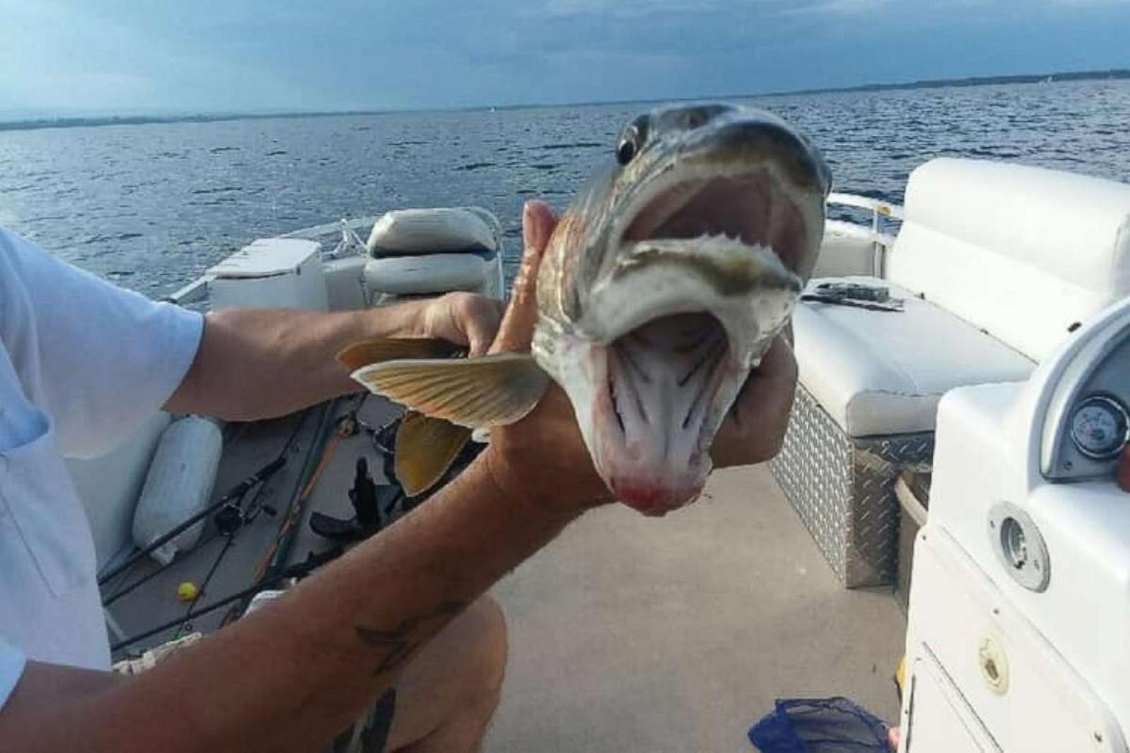 Nu ngu phu My soc khi bat duoc ca hai mieng ky di hinh anh