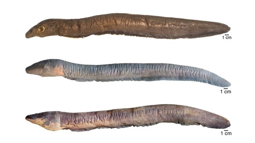 luon dien moi voi muc phong dien ky luc anh 3