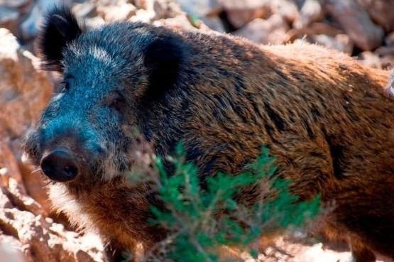 Bi kich con ban chet cha khi di san lon rung tai Italy hinh anh