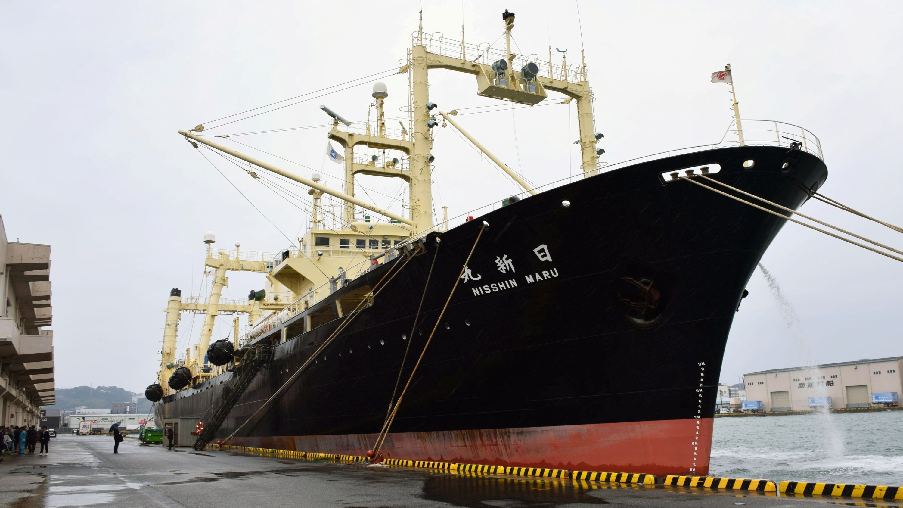 san ca voi Nhat Ban anh 8