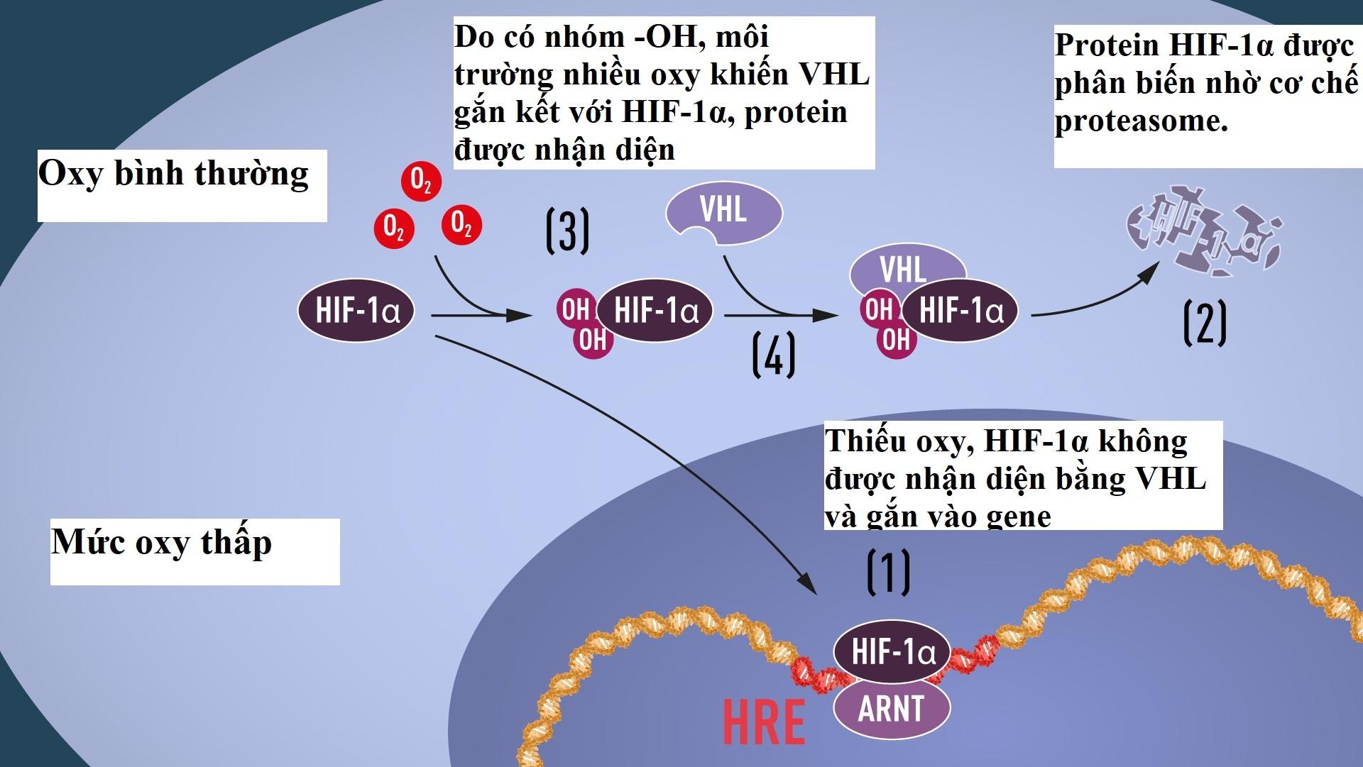 Nobel Y khoa năm 2019 ảnh 3 Nobel Y khoa nam 2019 anh 3