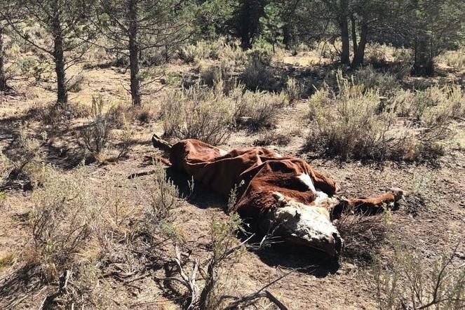 Bo bi rut can mau, khoet mat ky di o My tung khien FBI vao cuoc hinh anh