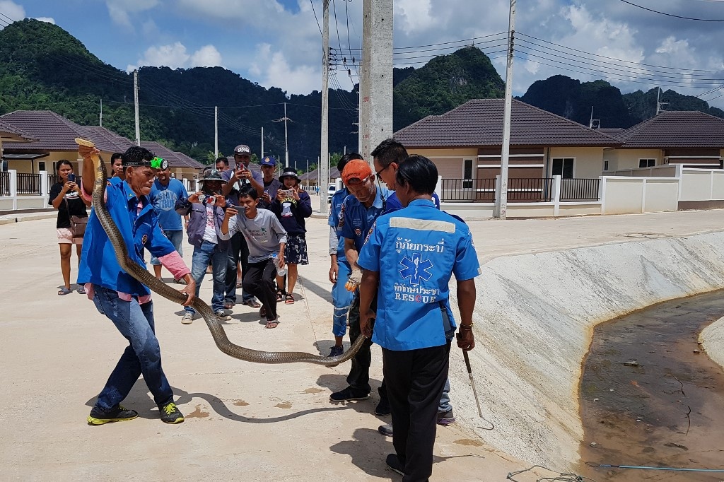 Bắt được rắn hổ chúa dài 4 m ảnh 3 Bat duoc ran ho chua dai 4 m anh 3