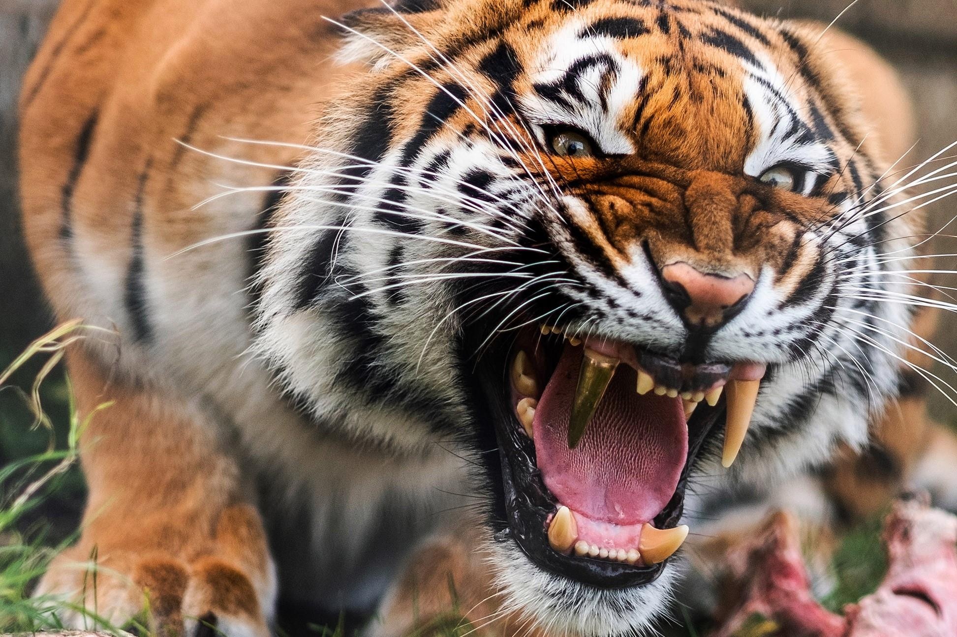 Con ho o Duc duoc phau thuat de lap rang nanh bang vang hinh anh