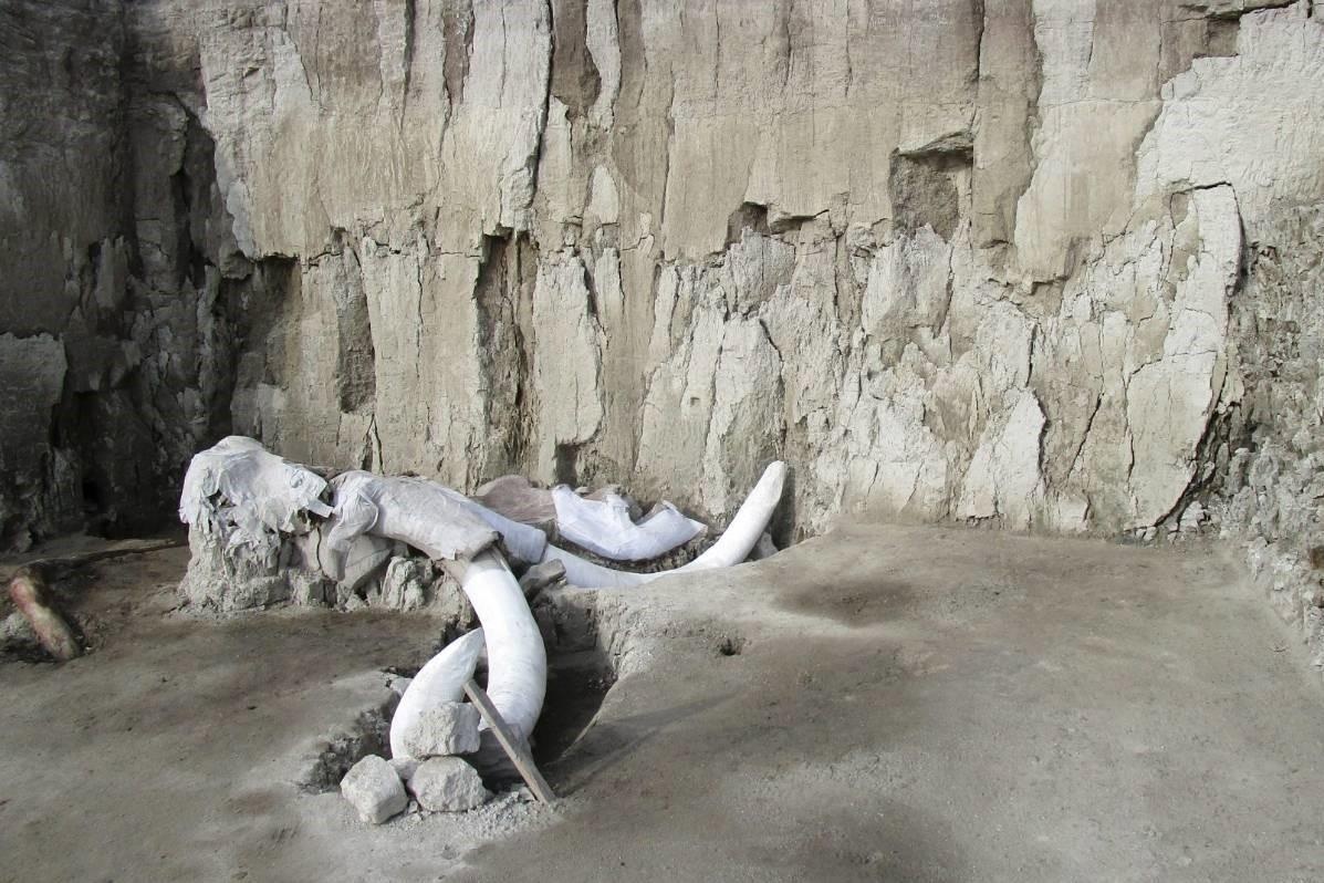 Phat hien bay voi ma mut 15.000 nam tuoi o Mexico hinh anh