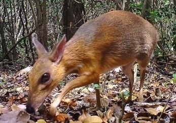 Vui mung khi ‘tim lai cho the gioi’ cheo cheo lung bac tai VN hinh anh