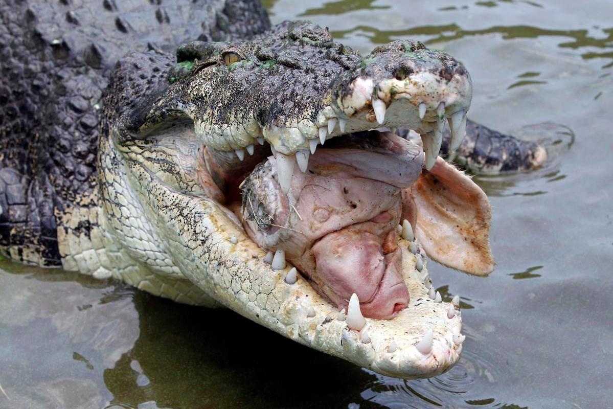 Kiem lam Australia thoat chet nho choc tay vao mat ca sau hinh anh