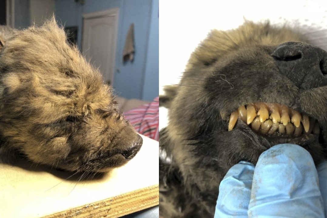 Nga trinh lang chu cho dong lanh 18.000 nam trong bang vinh cuu hinh anh