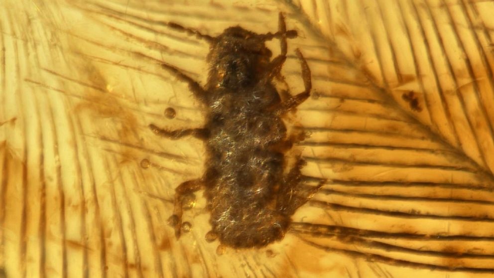 chay ran co dai 99 trieu nam tuoi anh 1