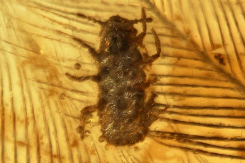 Tim thay ho phach chua long khung long, ran co dai 99 trieu nam tuoi hinh anh