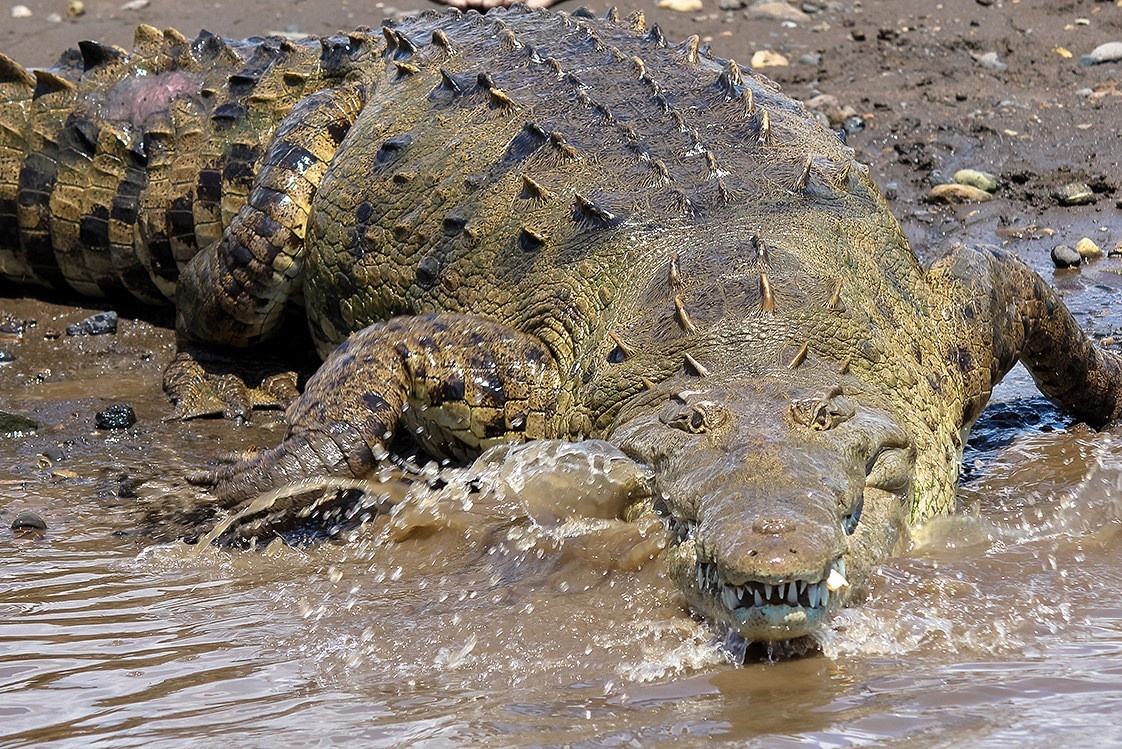 Tim thay nguoi dan ong Australia lac ba tuan trong rung day ca sau hinh anh