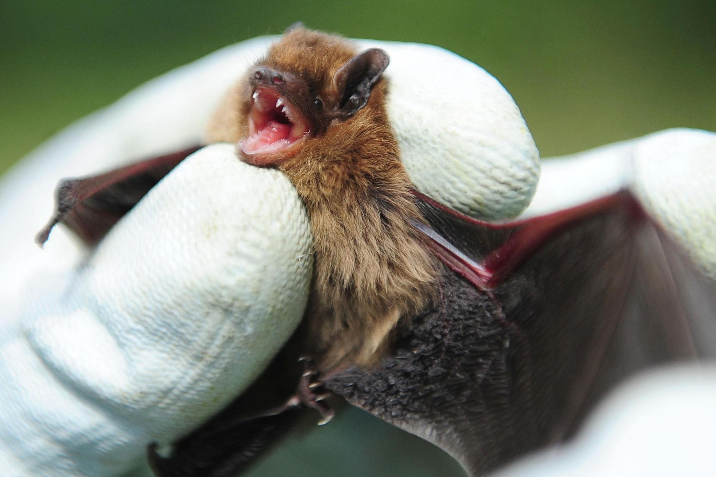 Bo Khoa hoc TQ: Doi kha nang cao nhat la nguon lay nhiem virus corona hinh anh