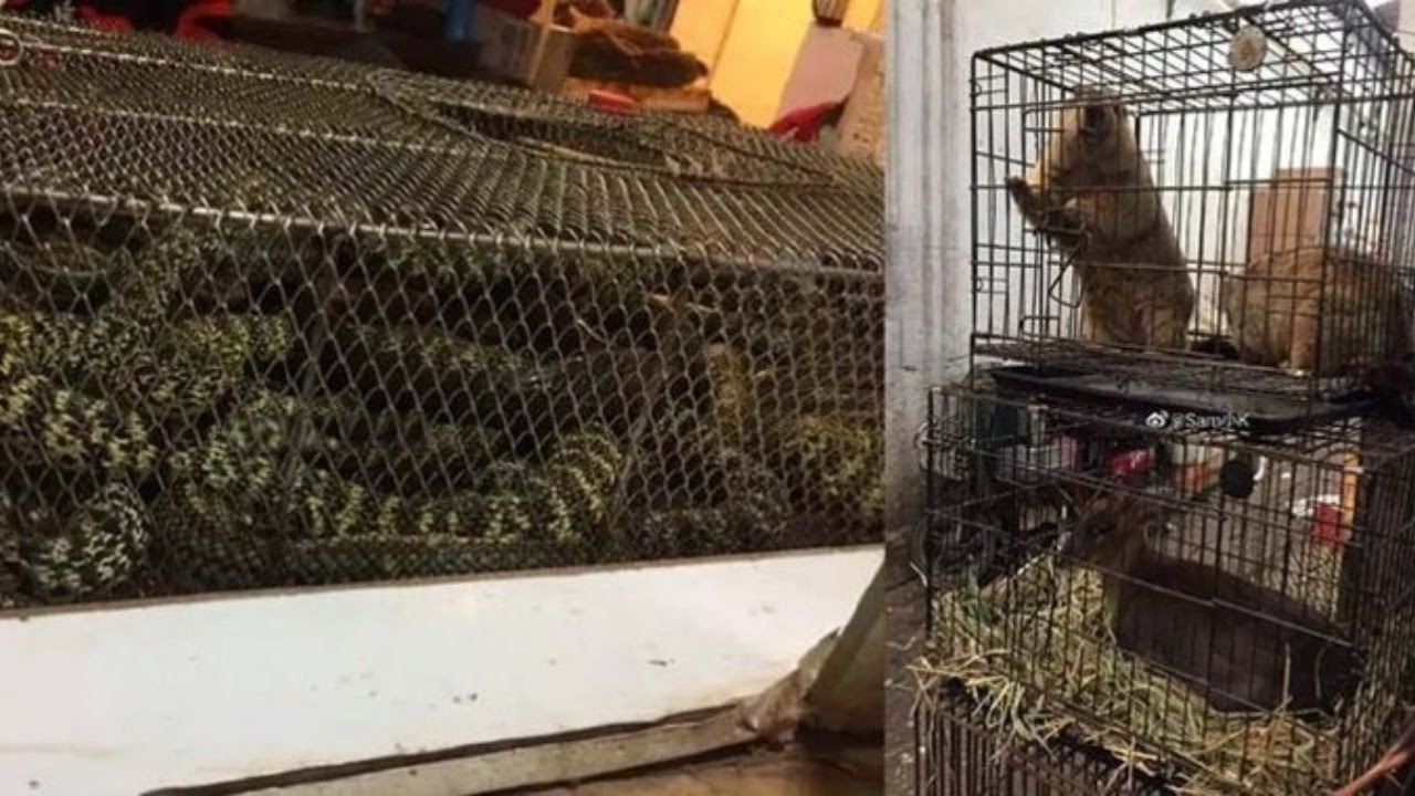 virus corona lay sang nguoi anh 2