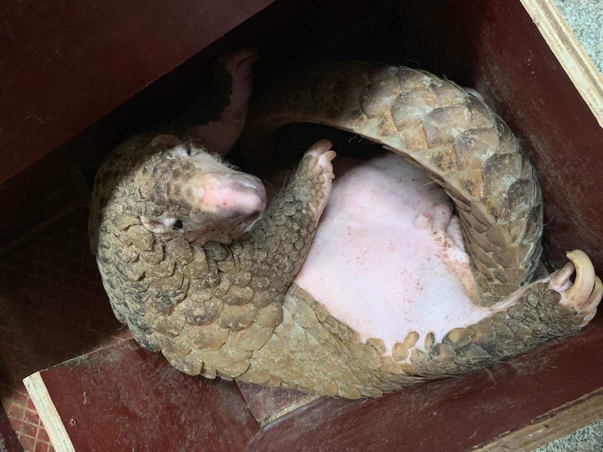 virus corona lay sang nguoi anh 3