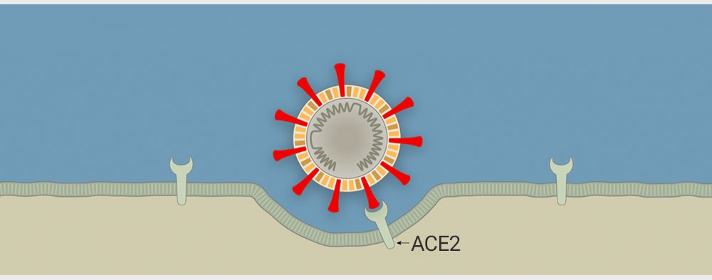 anh virus corona trong thuc te anh 5