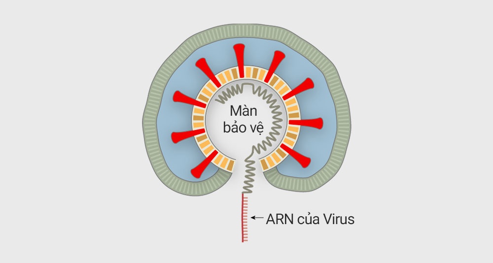 anh virus corona trong thuc te anh 6