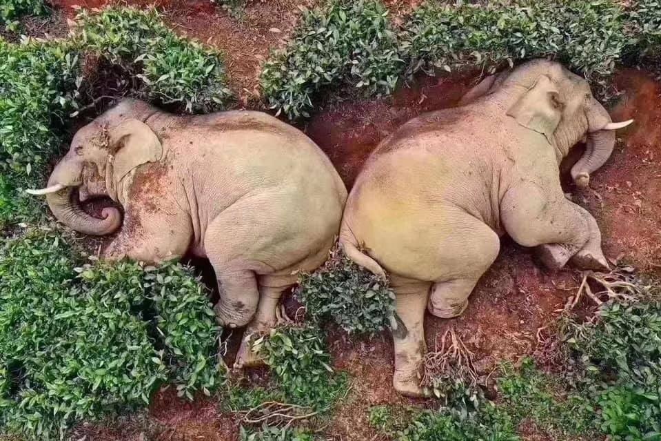 Tran lan tin gia 'me thien nhien' hoi sinh giua dai dich hinh anh