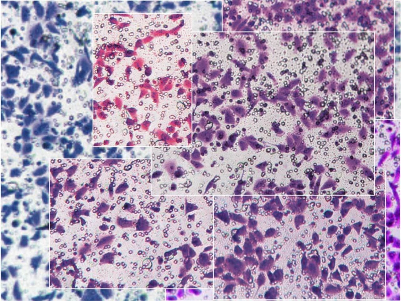WSJ: Nghi van 121 nghien cuu tu Trung Quoc duoc 'san xuat hang loat' hinh anh