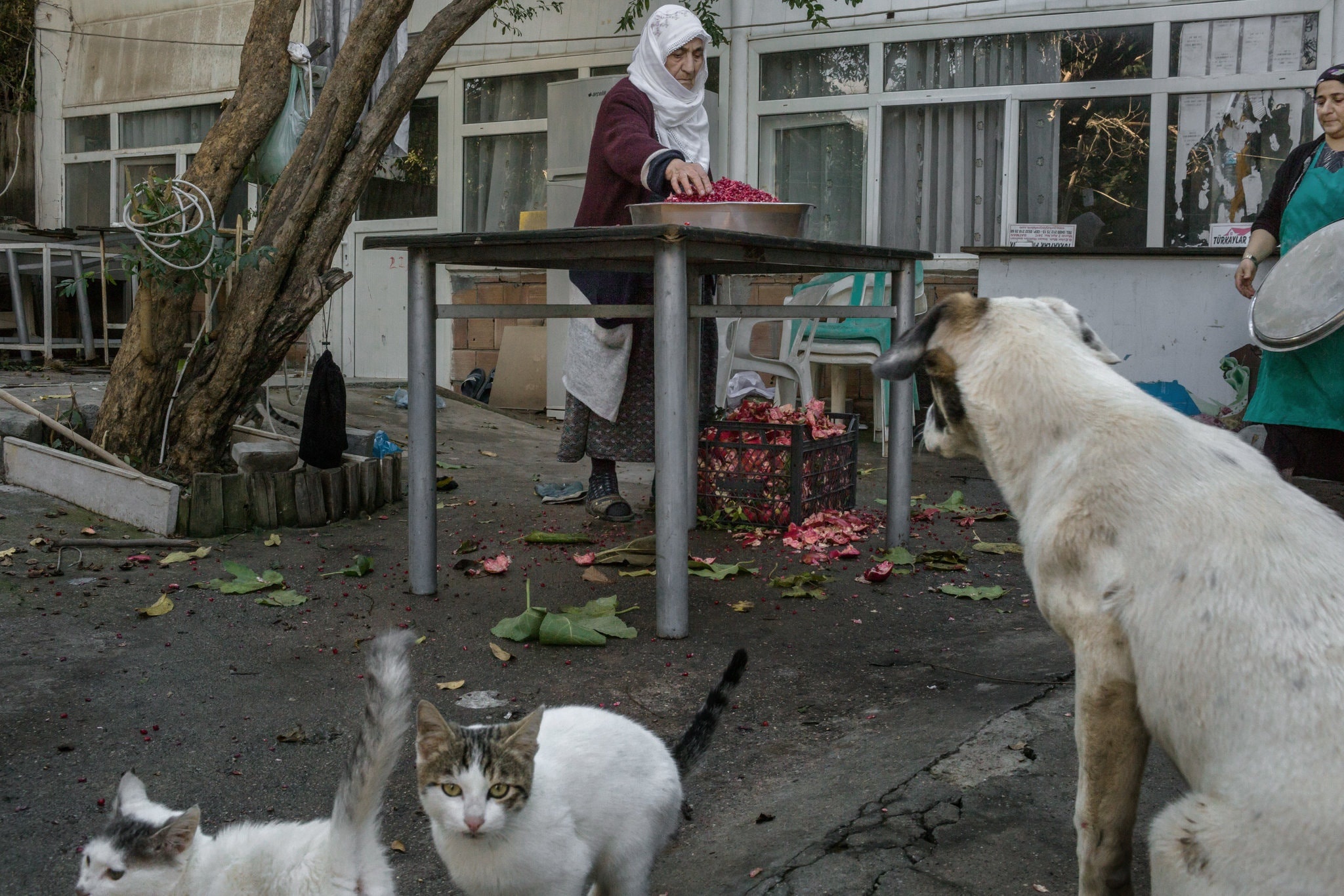 Thung lung co bi xoa so anh 3