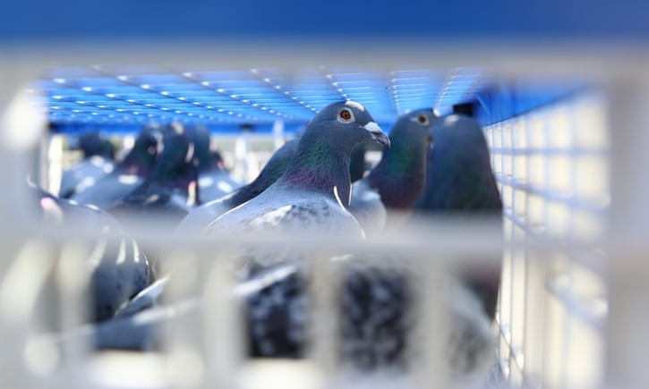 Giai 'Tour de France' cua bo cau nao loan vi nghi van dau doc hinh anh