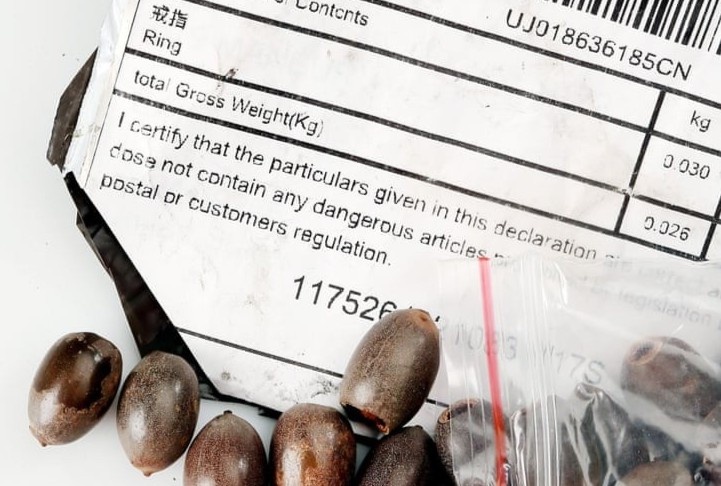 Hat giong bi an tu TQ lan khap nhieu nuoc gay lo ngai 'huy diet' hinh anh