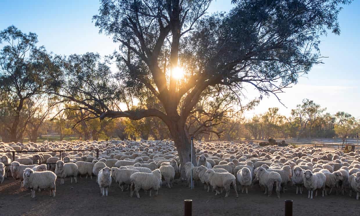 68 trieu con cuu Australia khong ai xen long cho vi Covid-19 hinh anh