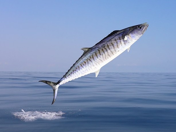 Ca thu 18 kg nhay len thuyen, lao trung nguc nguoi gay tu vong hinh anh