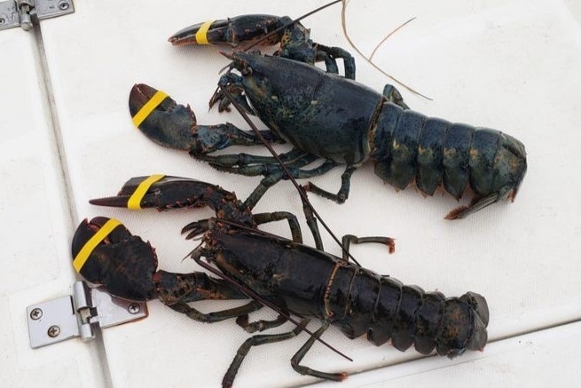 Be trai bat duoc tom hum hiem thay o My hinh anh