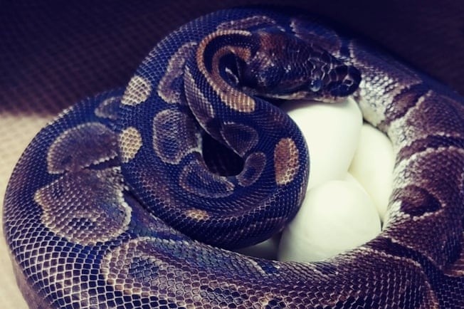 Tran bong 62 tuoi de trung bat thuong hinh anh