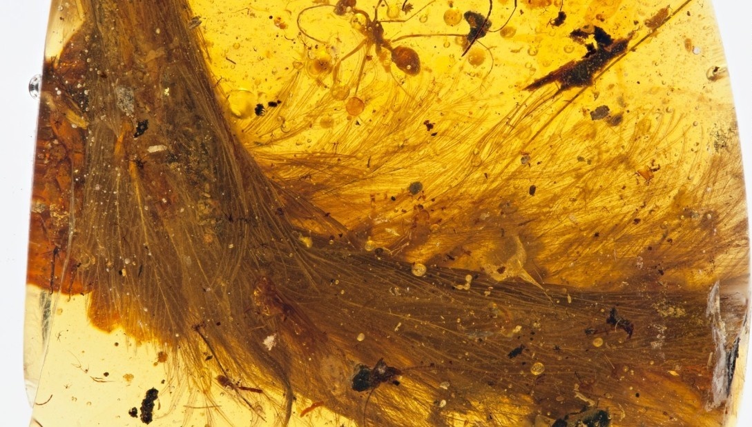 Tranh cai ve 'ho phach mau' anh 1