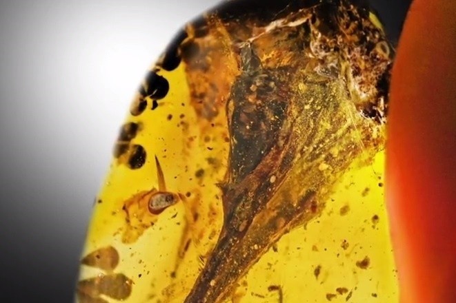 Tranh cai ve 'ho phach mau' trong nghien cuu khung long hinh anh