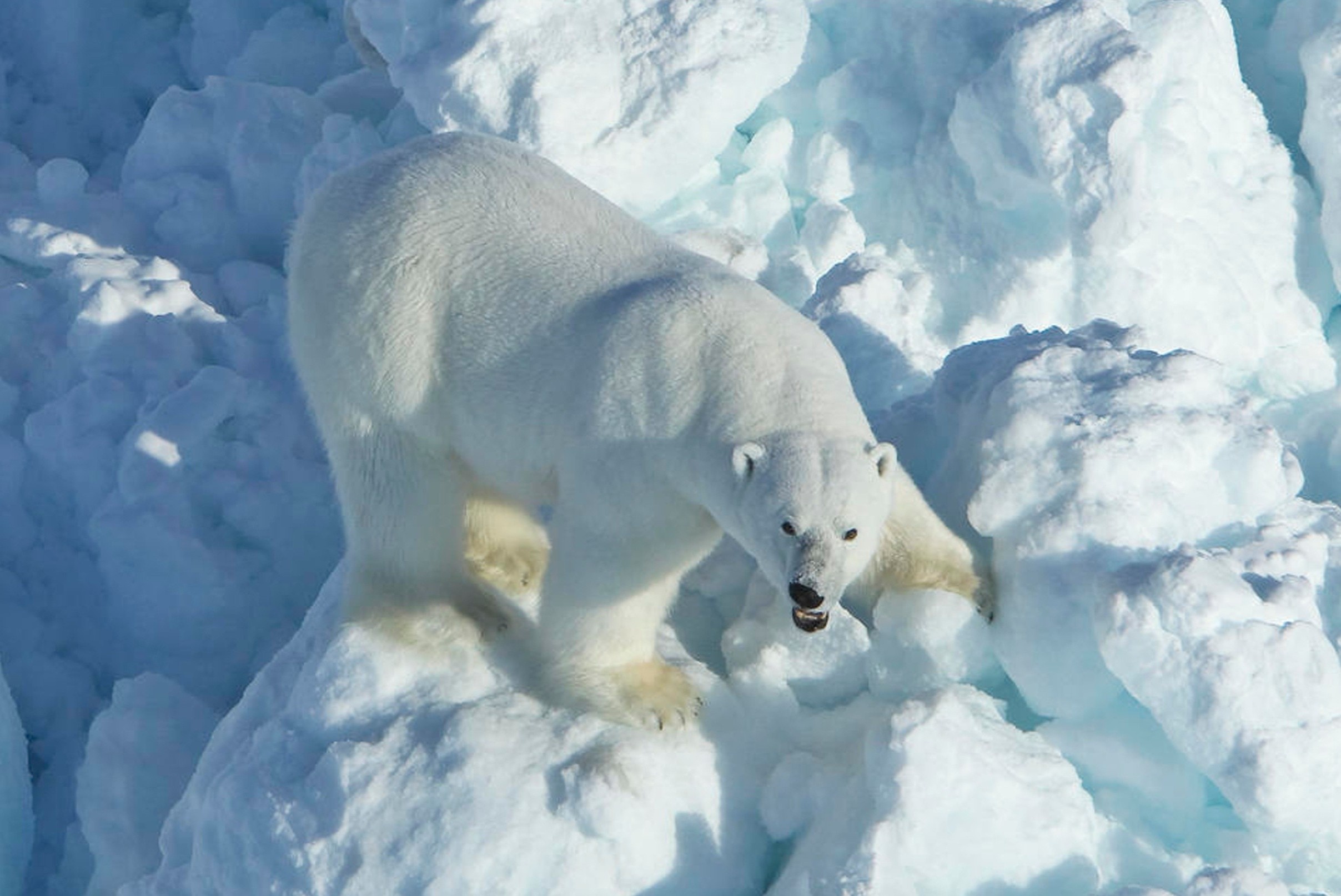 Ong Trump day nhanh du an khoan dau o Bac Cuc truoc khi het nhiem ky hinh anh