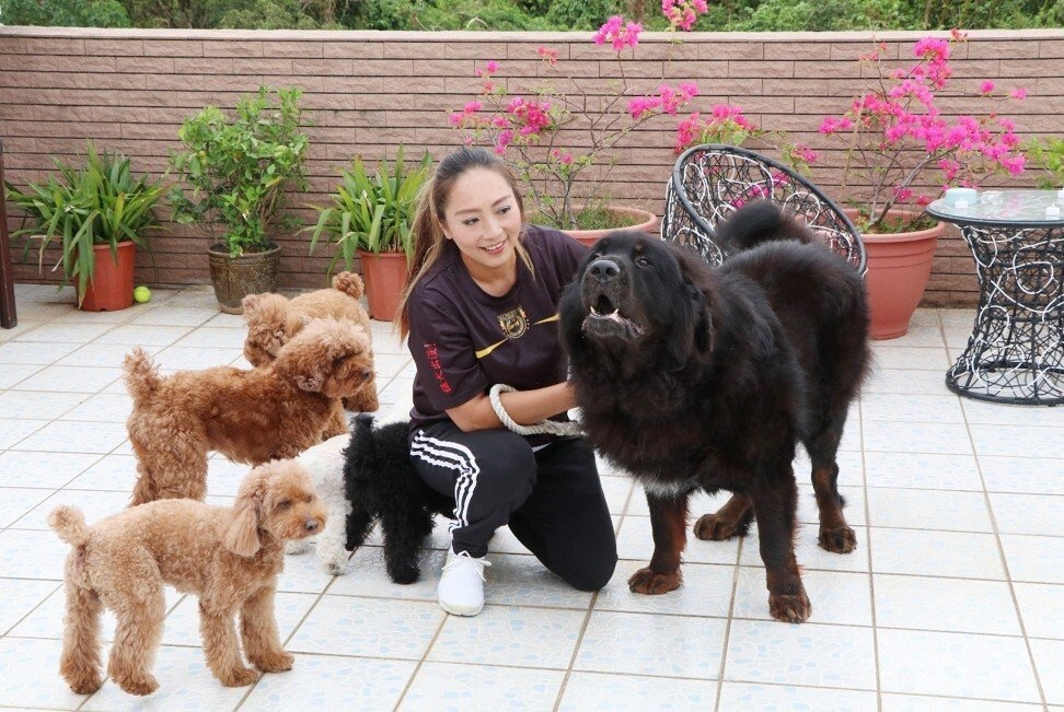 Cho ngao Tay Tang het thoi anh 1