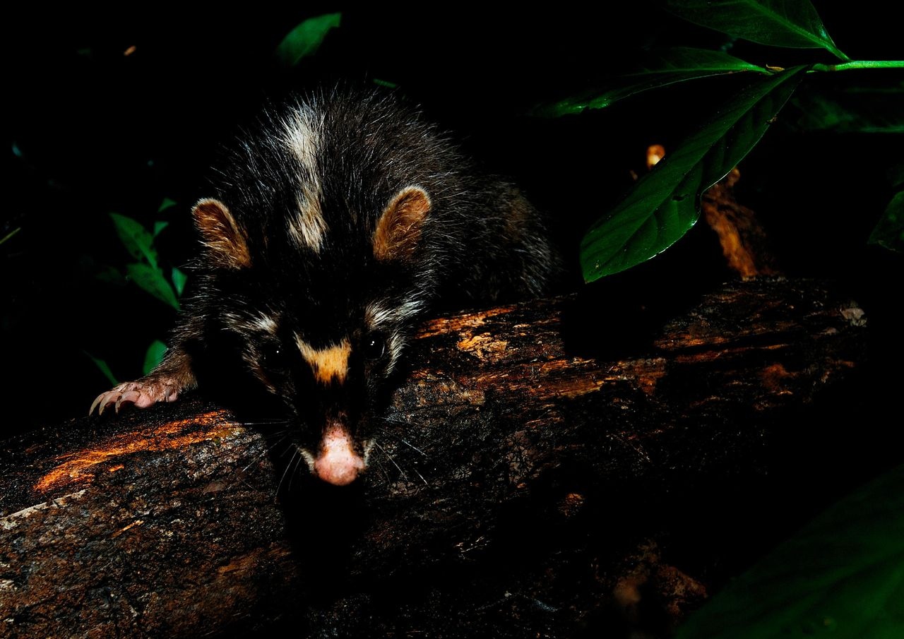 WHO phat hien gi o tam dich Vu Han anh 3