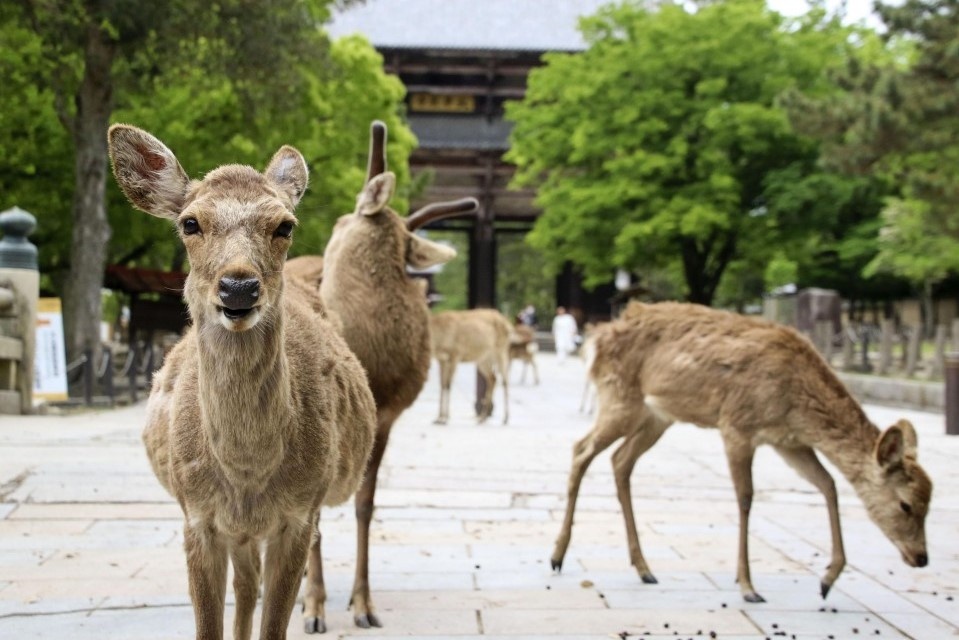 Bi bat vi giet huou 'bau vat quoc gia' o Nhat hinh anh