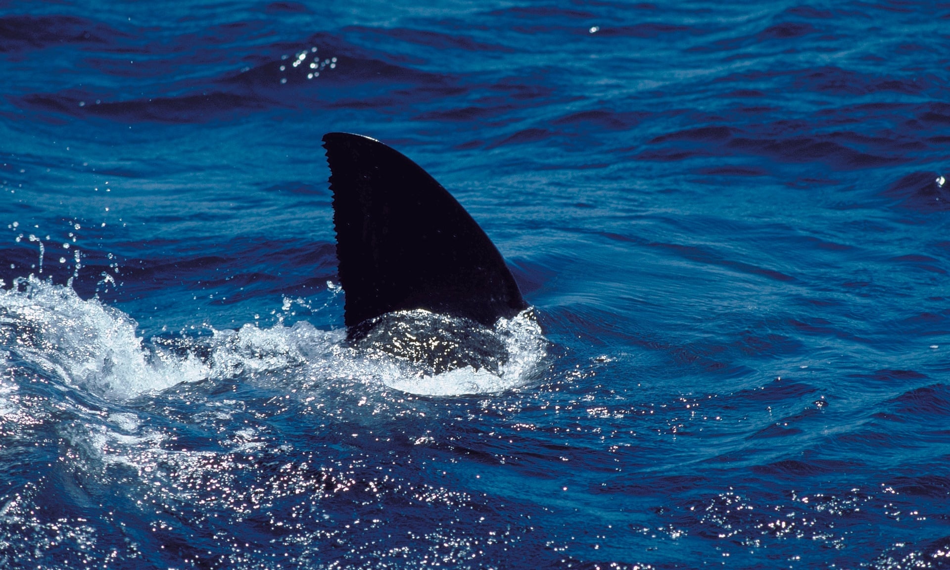 ca map can nguoi anh 1