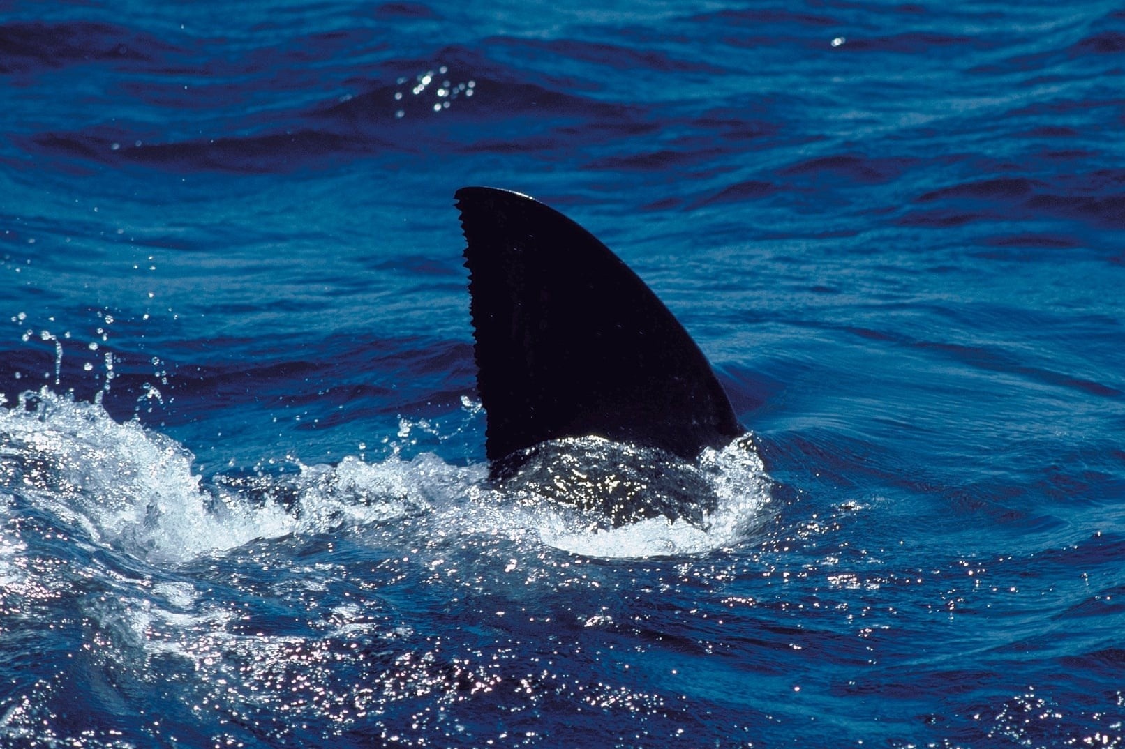 Australia dong cua bai bien sau vu ca map can nguoi hinh anh