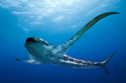 Ca map co dai co 'doi canh' dai 2 m? hinh anh