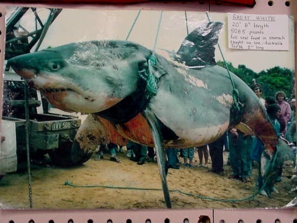 Nhung sat thu ca map khung nhat qua dat hinh anh