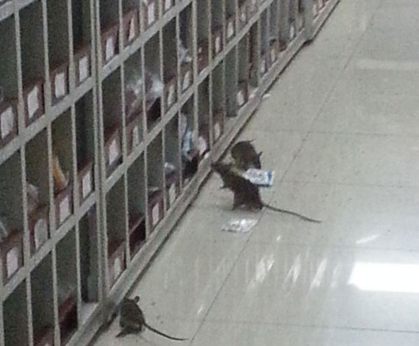 Rung minh chuot leo day tu thuoc benh vien hinh anh