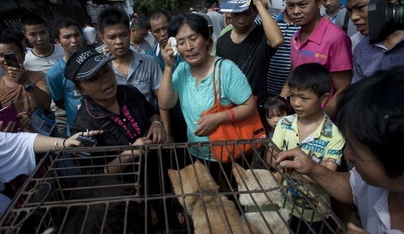 Co giao chi 1.100 USD cuu 100 con cho sap bi giet hinh anh