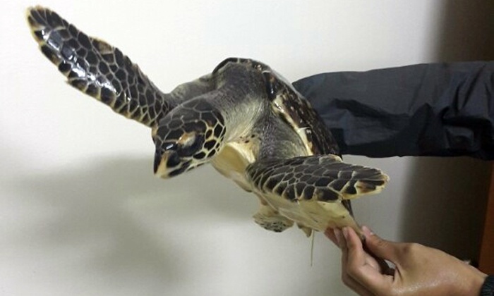 9X rao ban dong vat hoang da quy hiem tren Facebook hinh anh