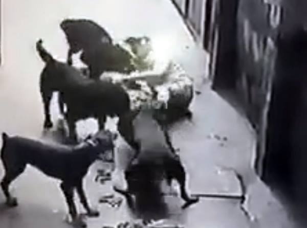 Ca khu pho khiep so dan cho can xe ong chu hinh anh