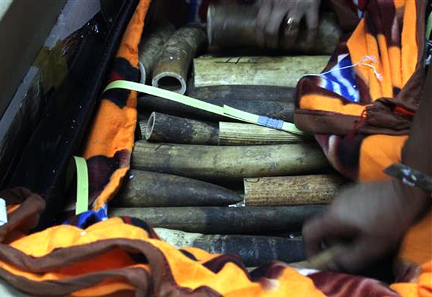 Thu hon 100 khuc nga voi o san bay Noi Bai hinh anh