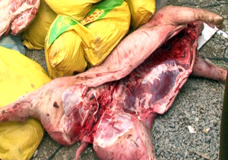 20 tan thit lon boc mui trong container hinh anh