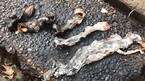 'Ho bien' thit heo thanh thit bo, da dieu hinh anh